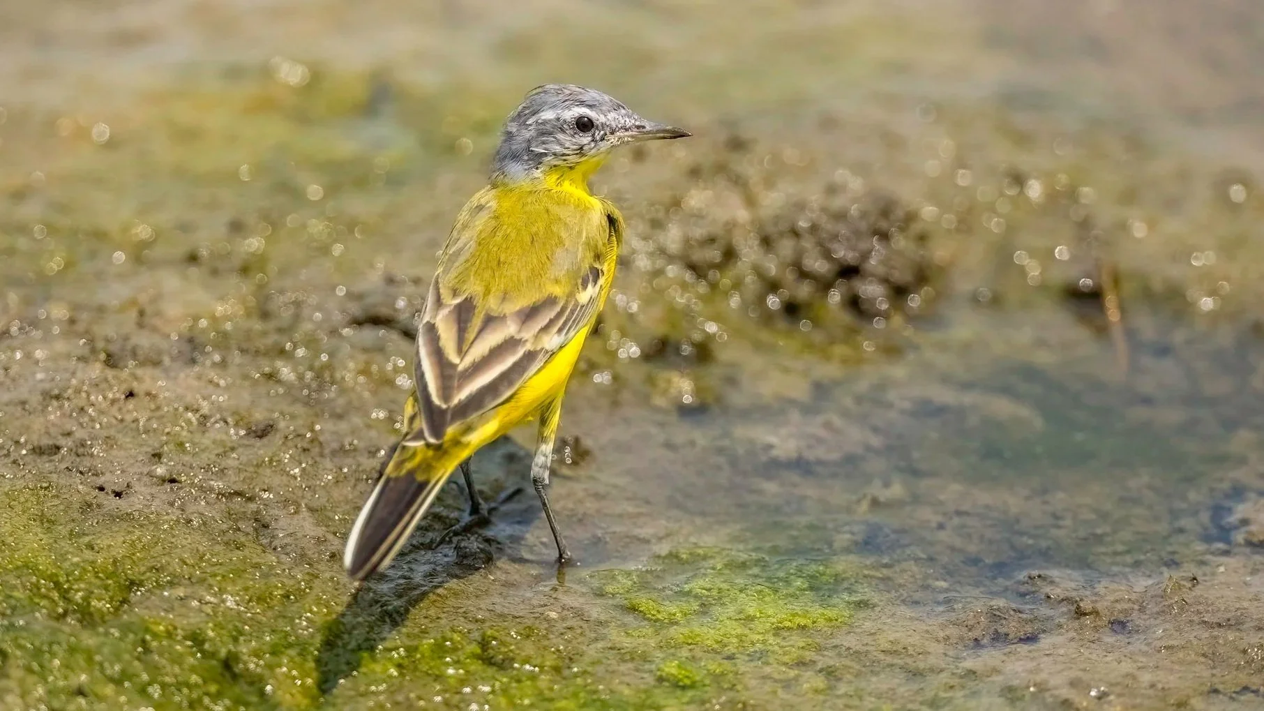 Western Yellow Wagtail/ Sykes's Wagtail&nbsp;
