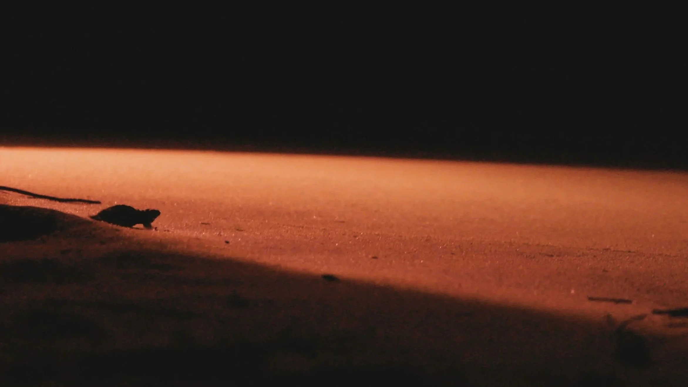 Olive Ridley Turtle Hatchling, Galgibaga Beach, Goa