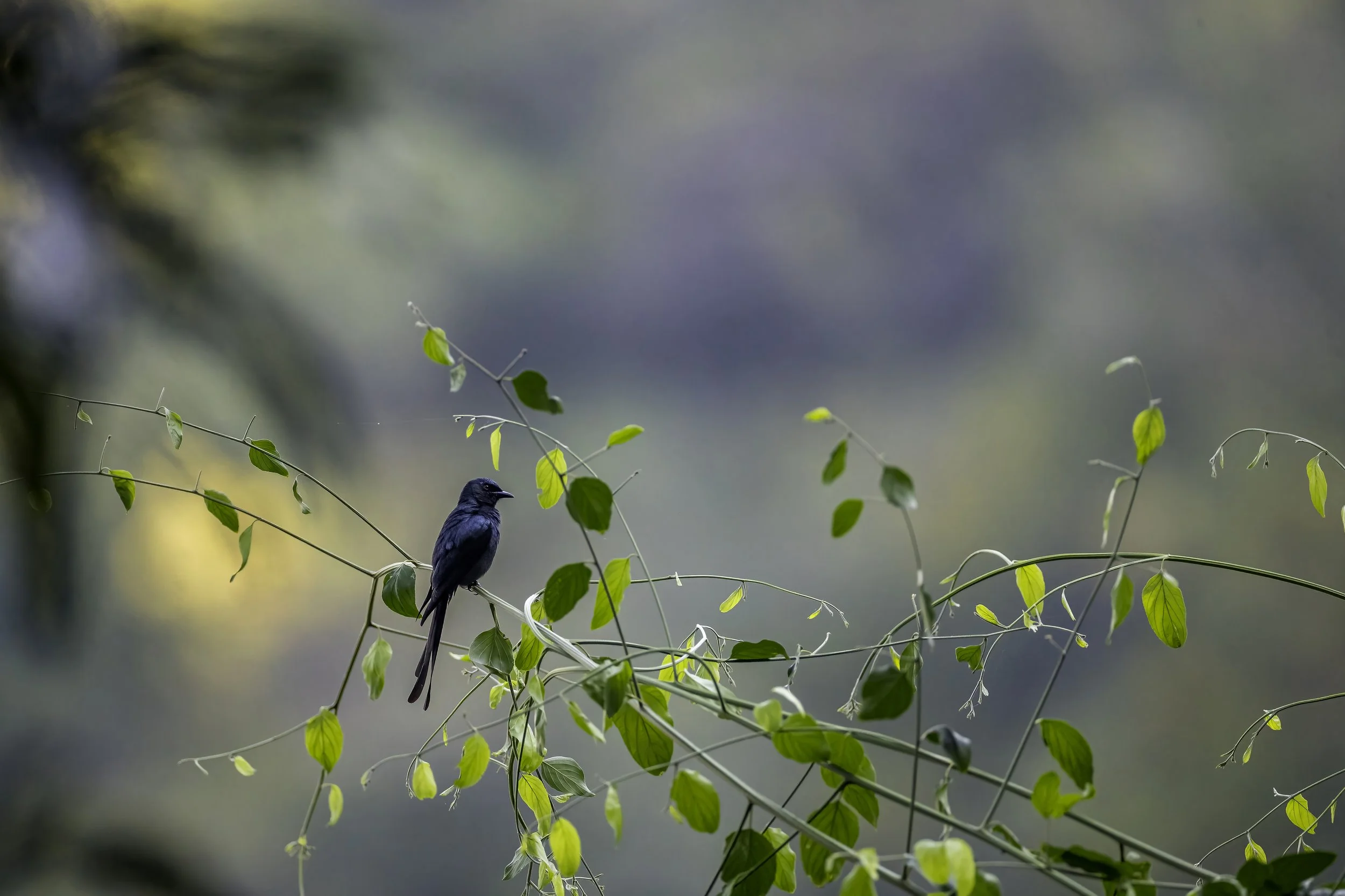 Black Drongo - Uma Maheshwaram Temple, Mannanur - WildArtWorks