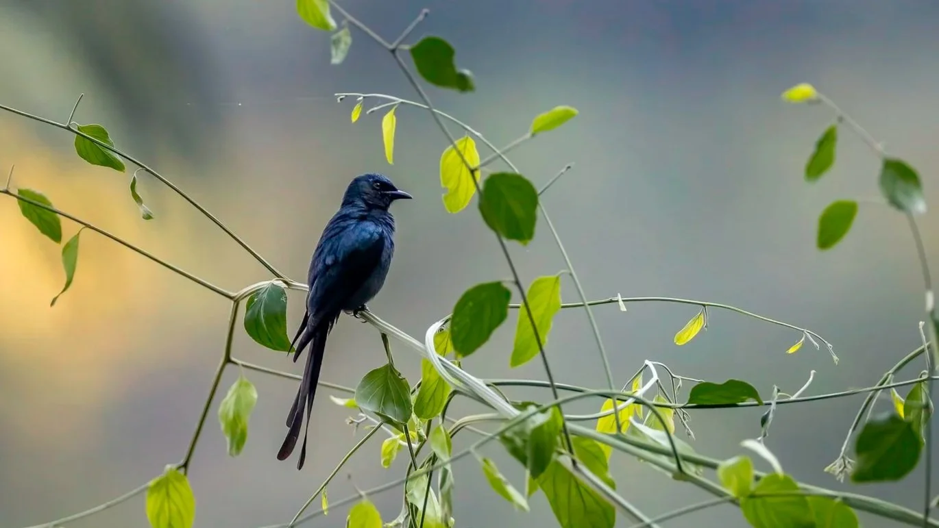 Black Drongo
