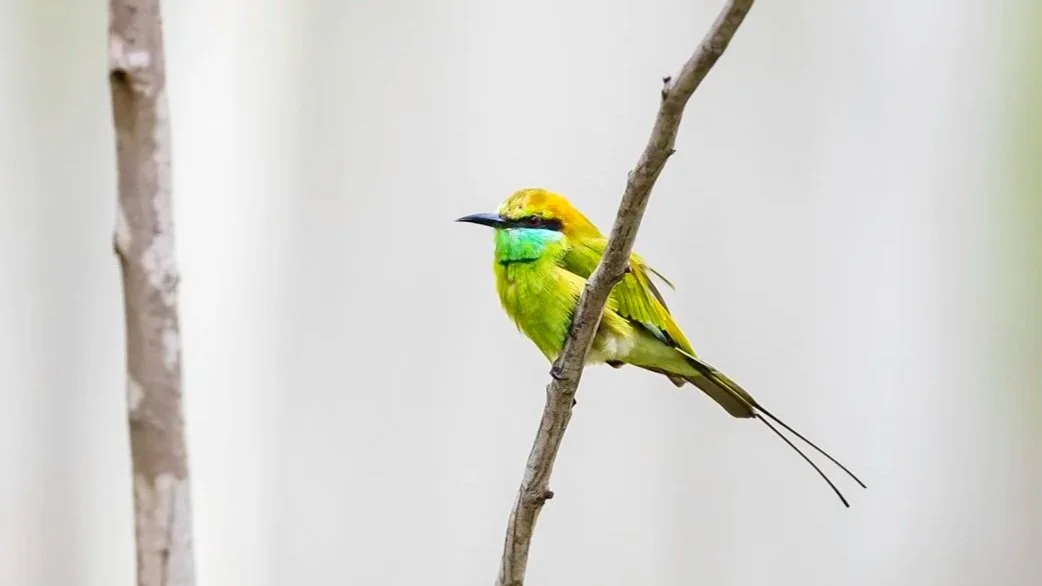 Asian Green Bee-eater