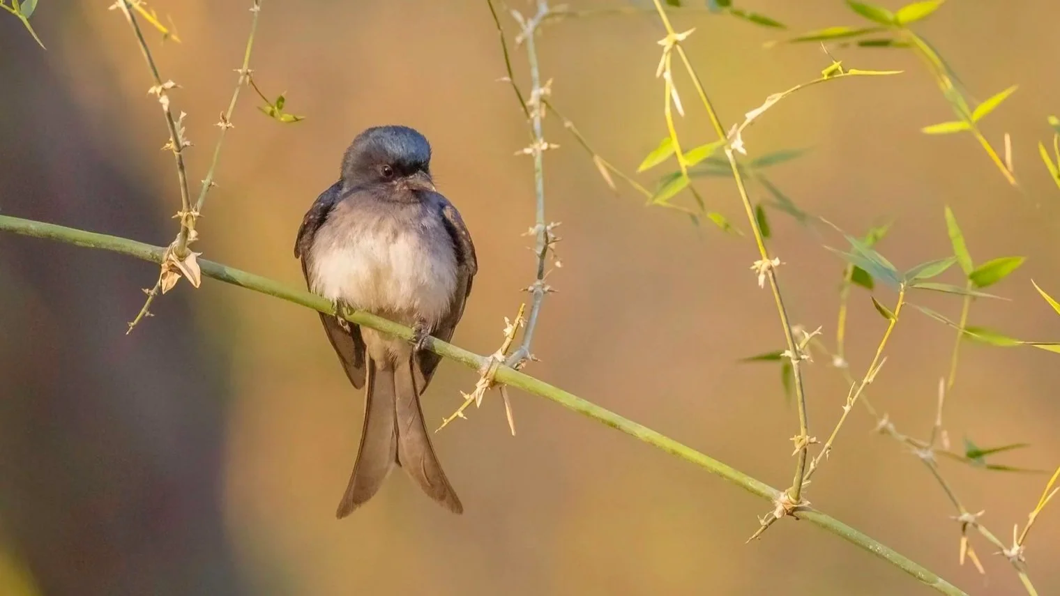 White-bellied Drongo
