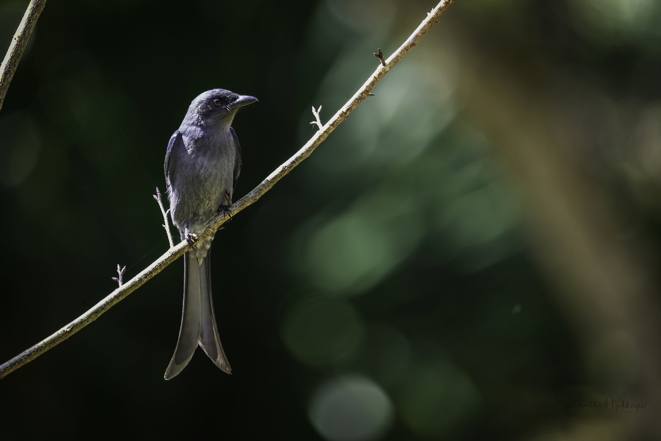 Ashy Drongo - Doi AngKhang, Chiang Mai - WildArtWorks