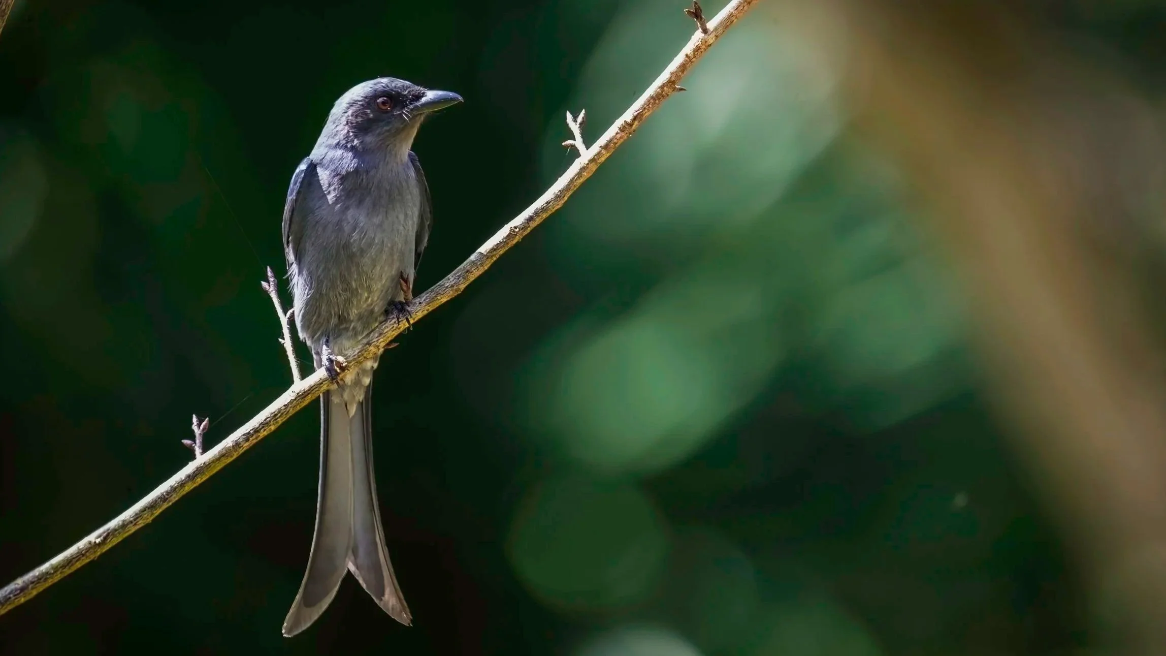 Ashy Drongo