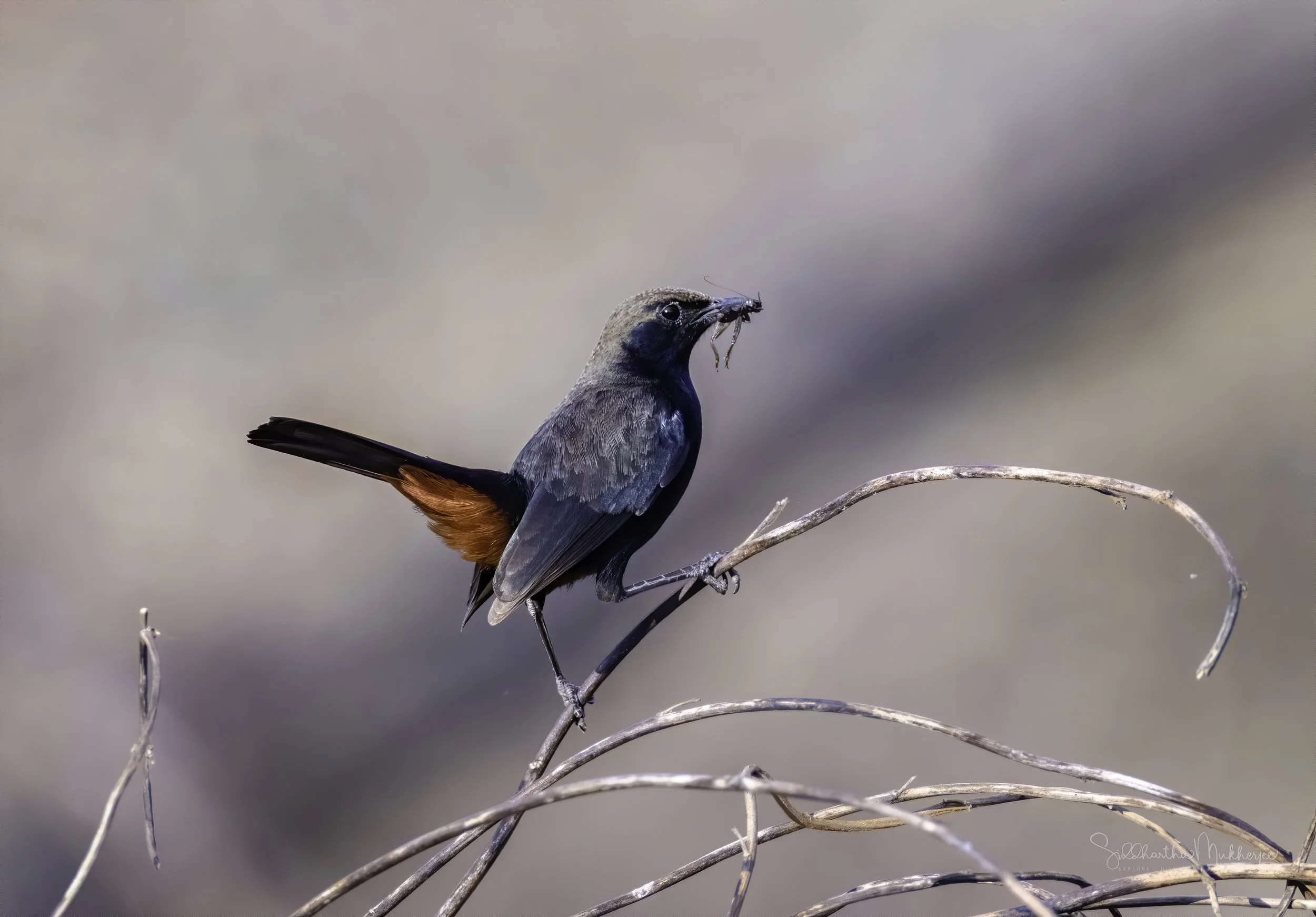 Indian Robin - Mokila, Telangana - WildArtWorks