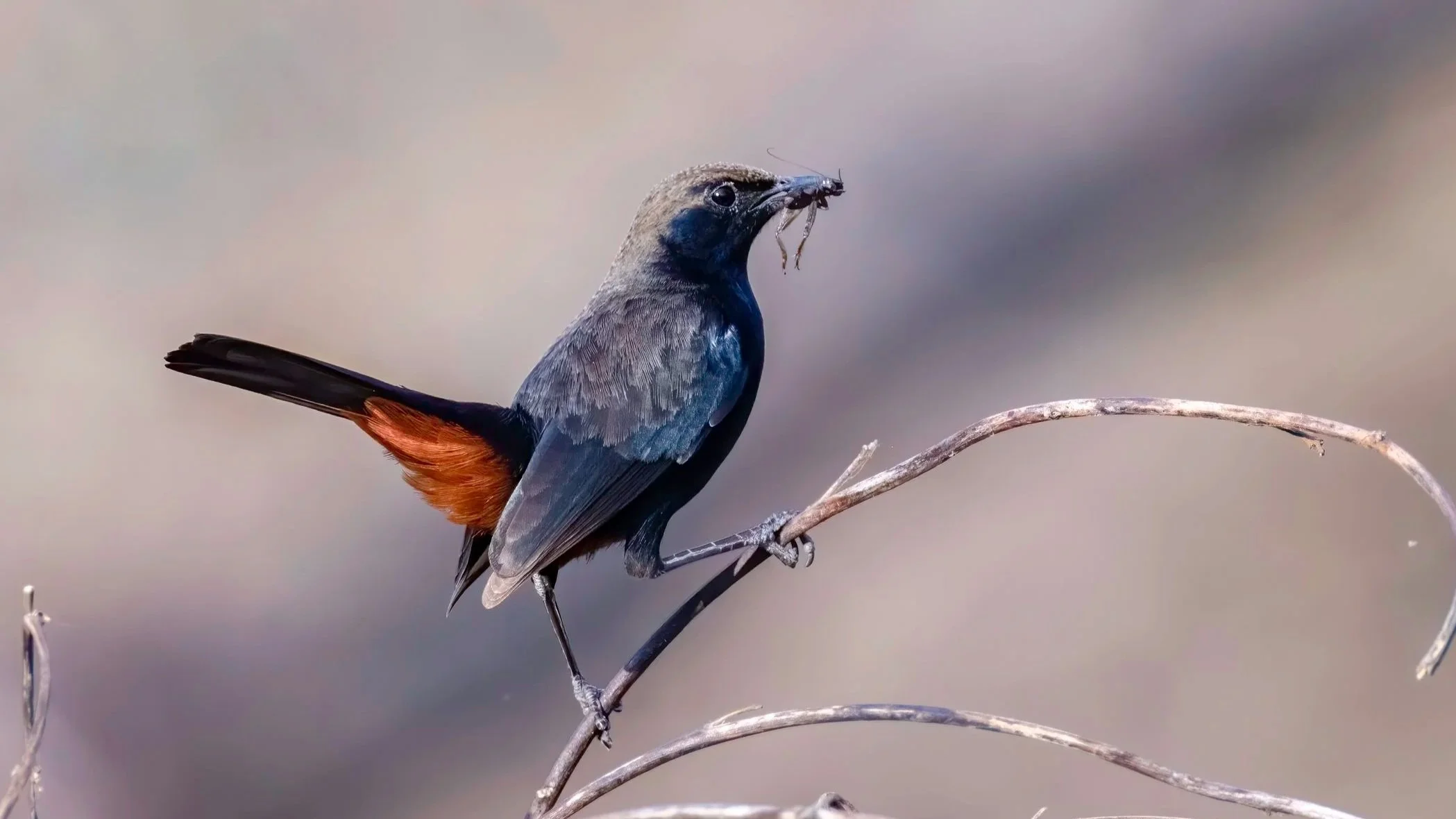 Indian Robin