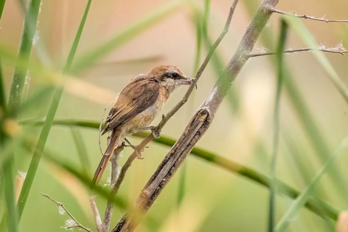 Brown Shrike - Ameenpur Lake - WildArtWorks