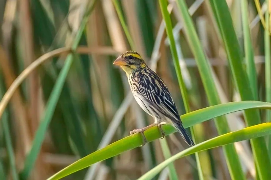Streaked Weaver