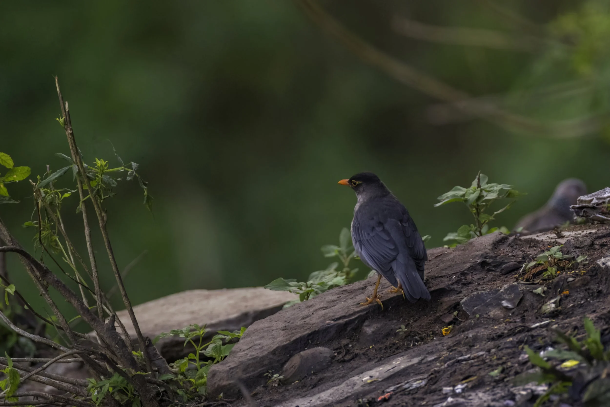 Indian Blackbird - Nallamala Hills, Amrabad Tiger Reserve - WildArtWorks