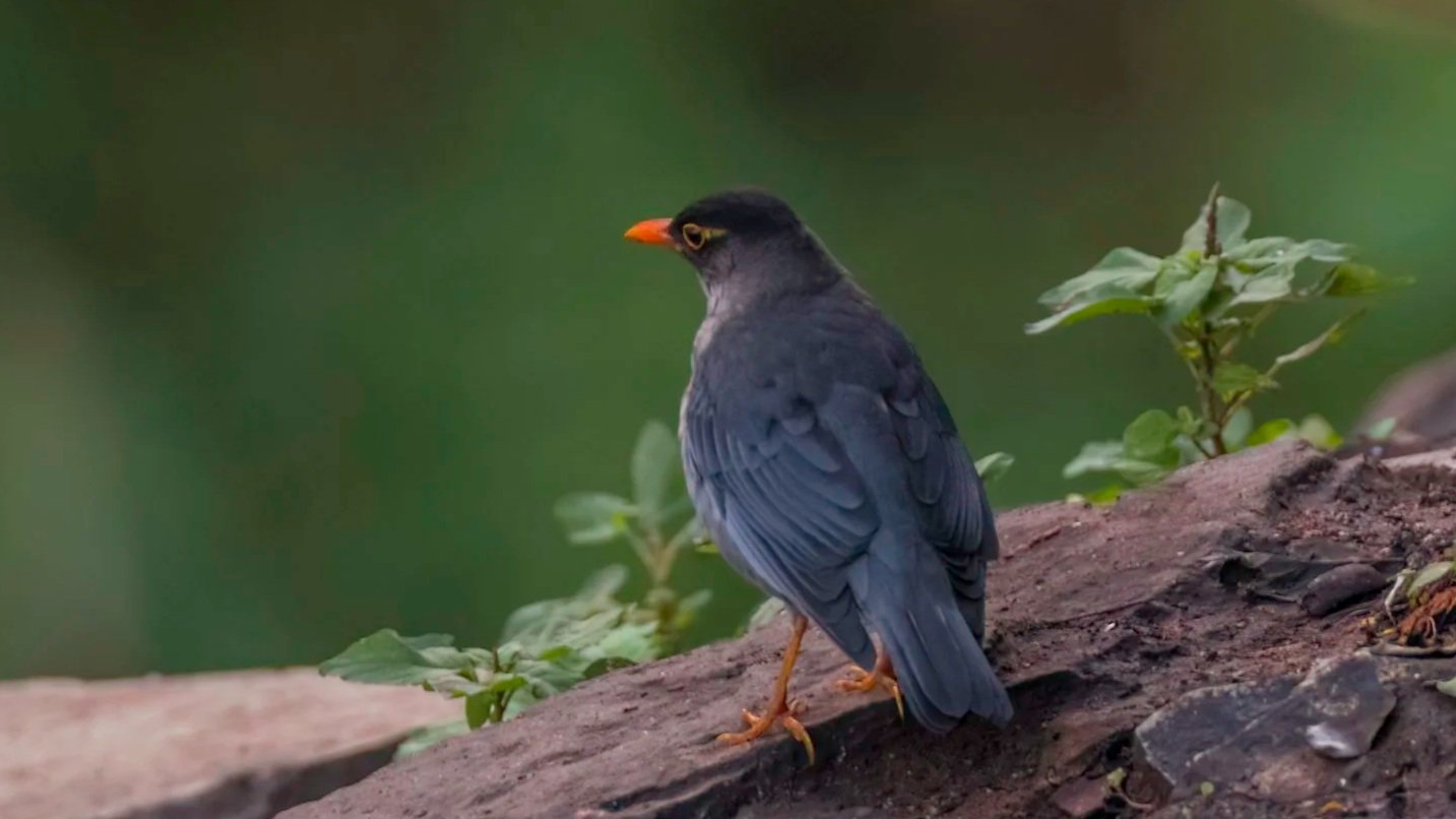 Indian Blackbird