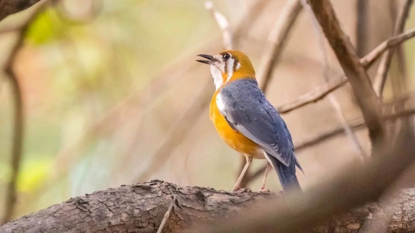 Orange-headed Thrush