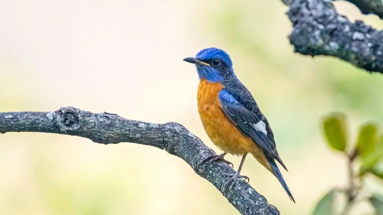 Blue-capped Rock Thrush