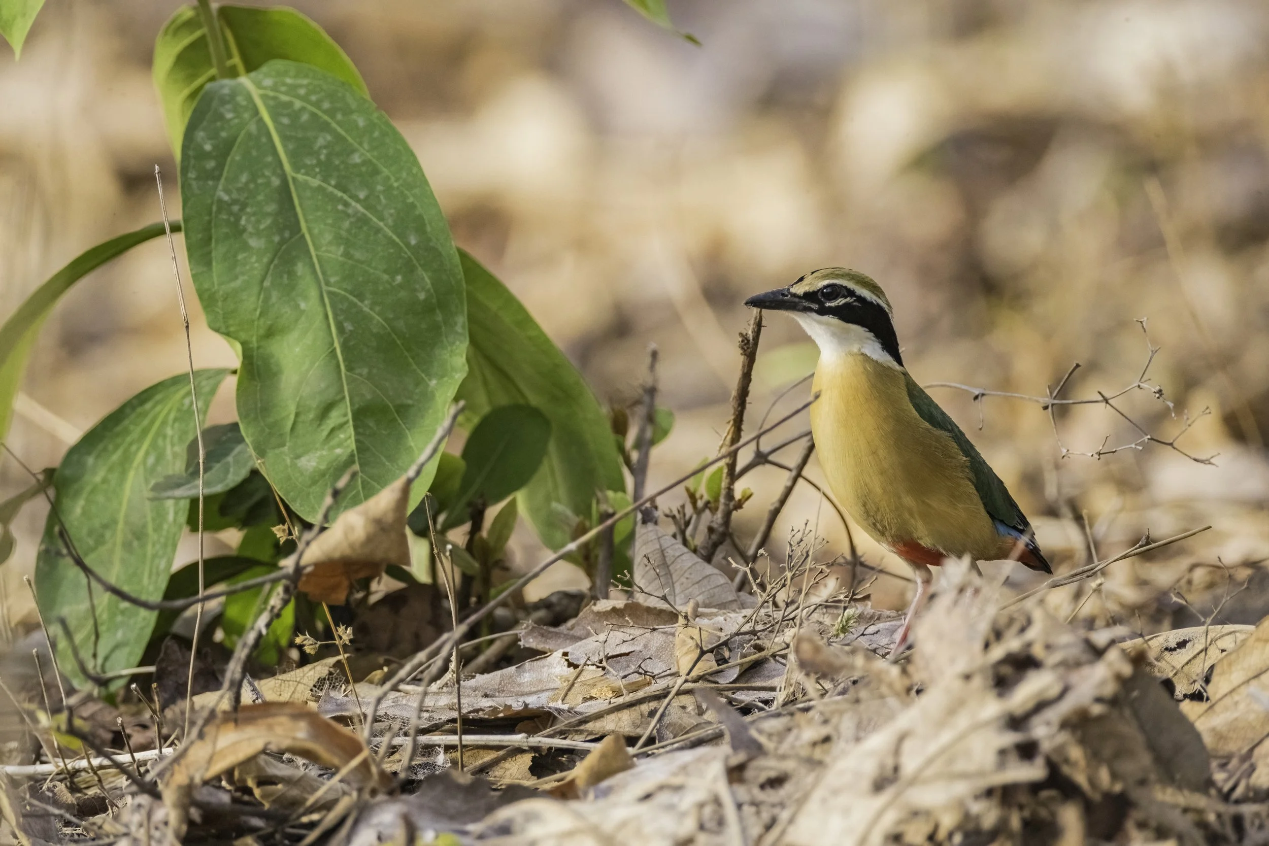 Indian Pitta - Tipeshwar Wildlife Sanctuary - WildArtWorks
