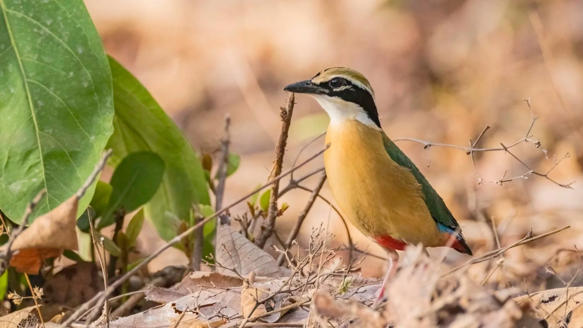 Indian Pitta