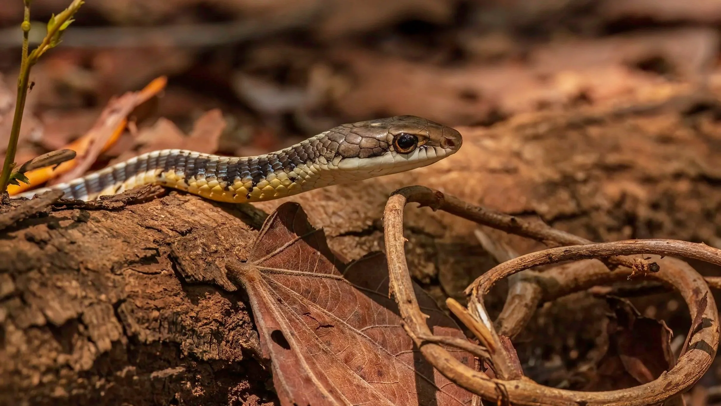 Common Bronzeback Tree Snake/ Daudin’s Bronzeback Tree Snake