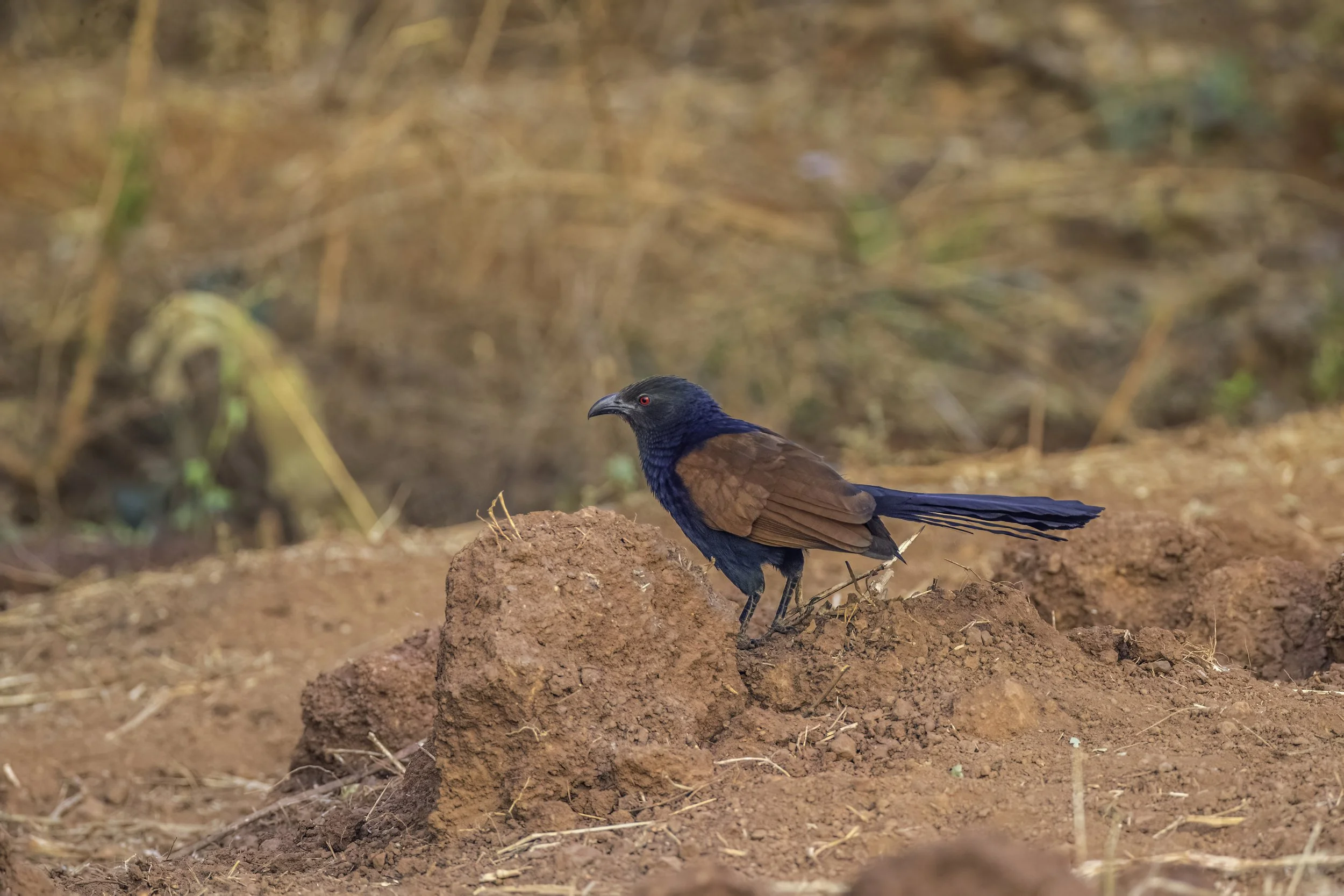 Greater Coucal - Yenkathala Grasslands, Telangana - WildArtWorks