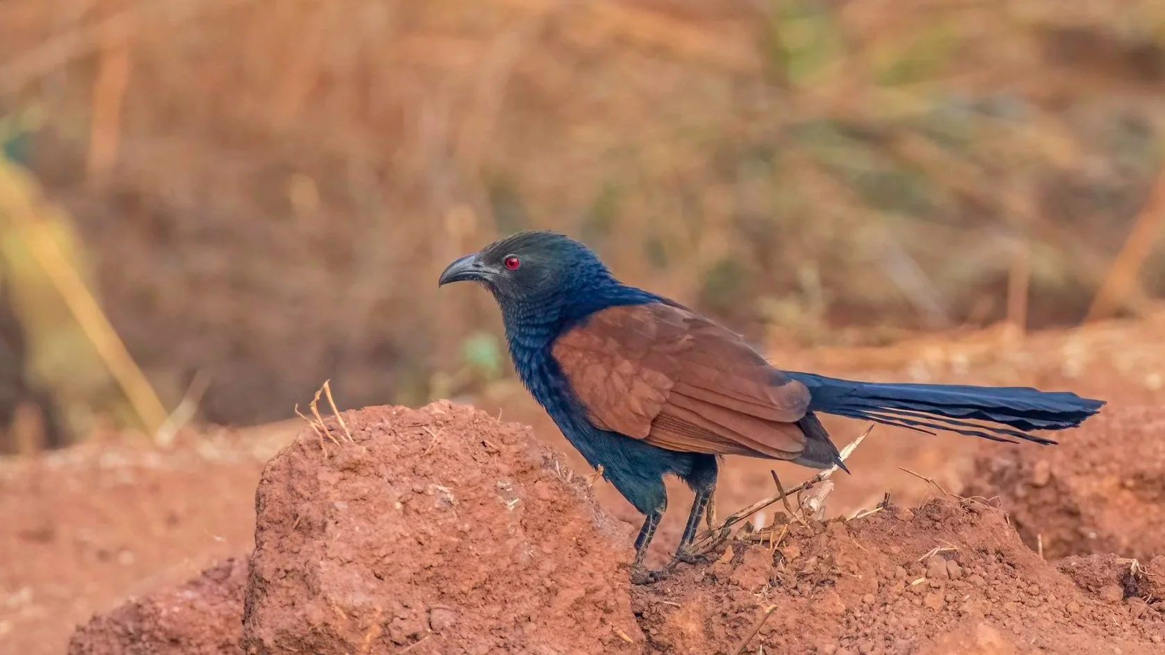 Greater Coucal