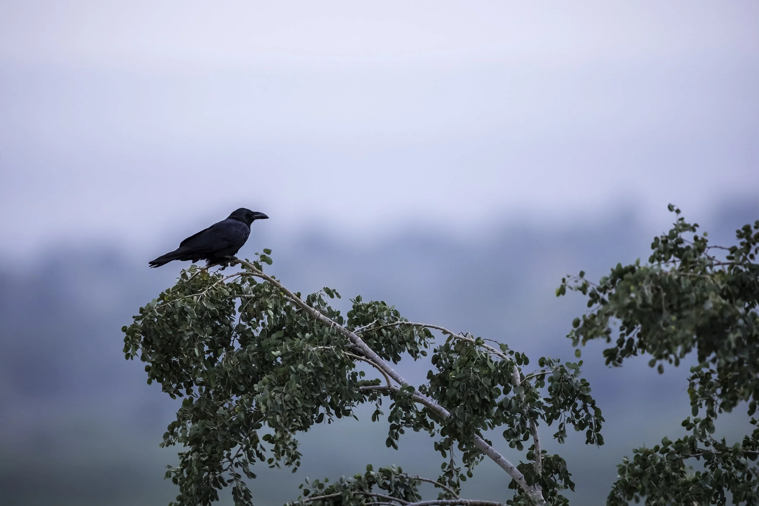 Indian Jungle Crow - Maddimadugu Range, Amrabad Tiger Reserve - WildArtWorks