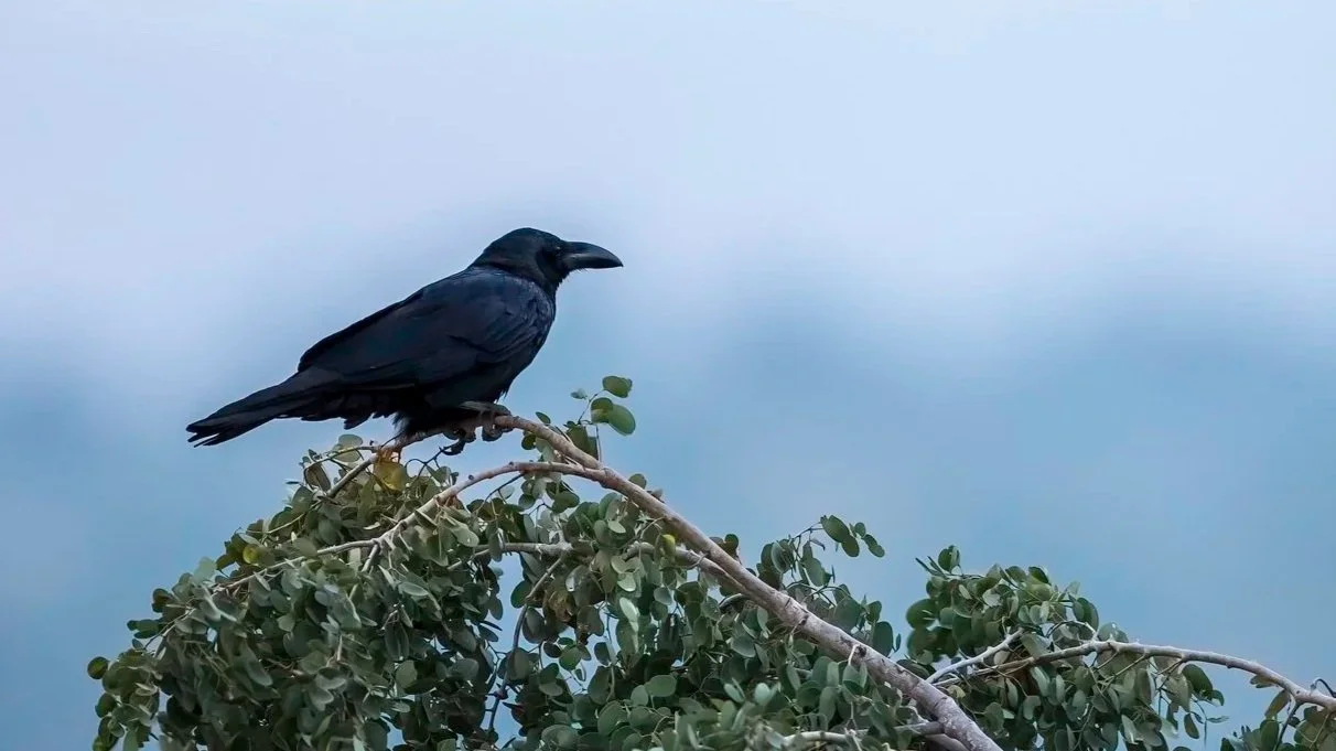 Indian Jungle Crow