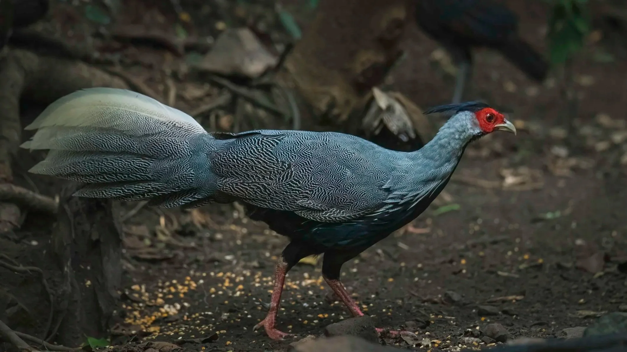 Kalij Pheasant