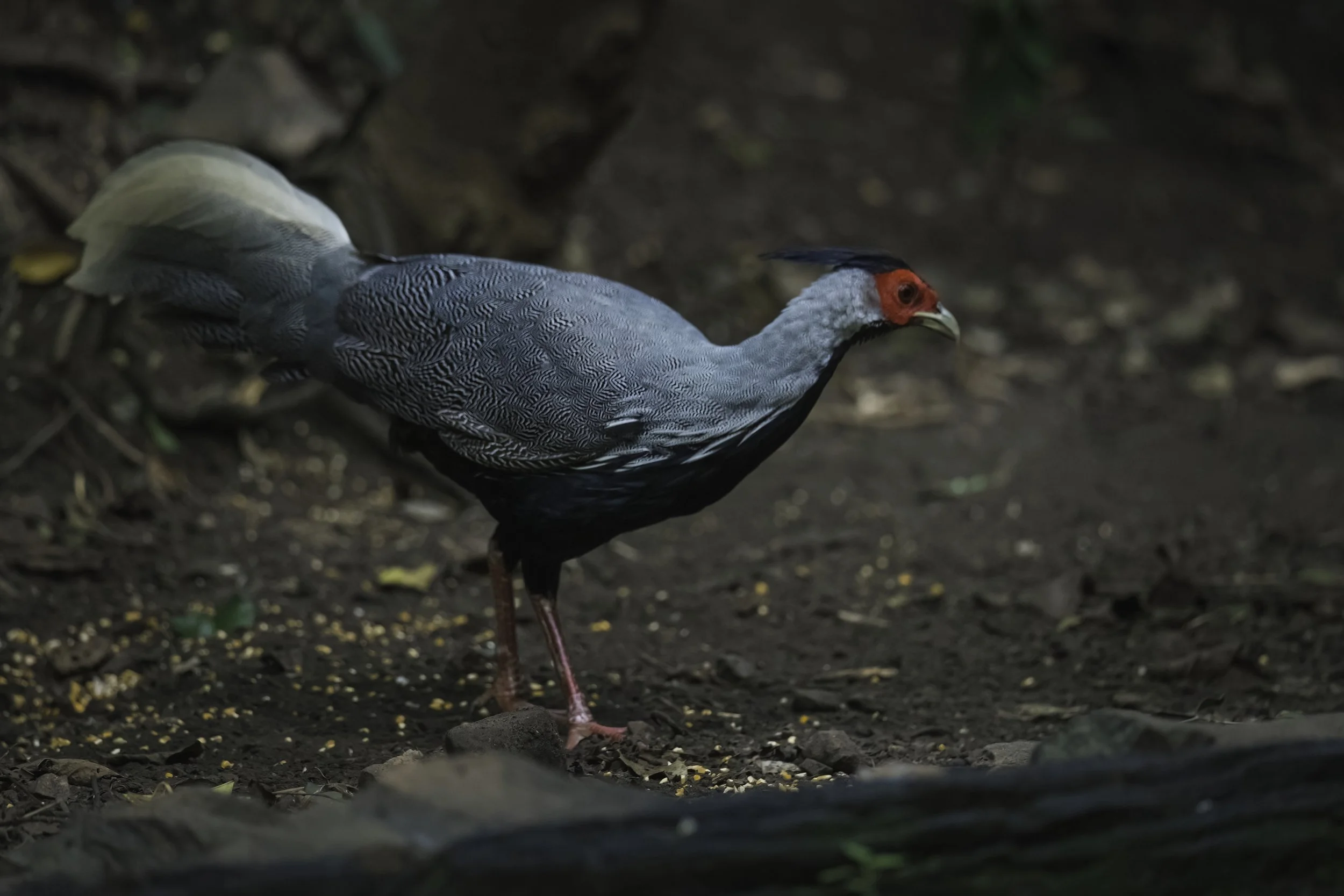 20190616-1DX29394-DN.jpeg