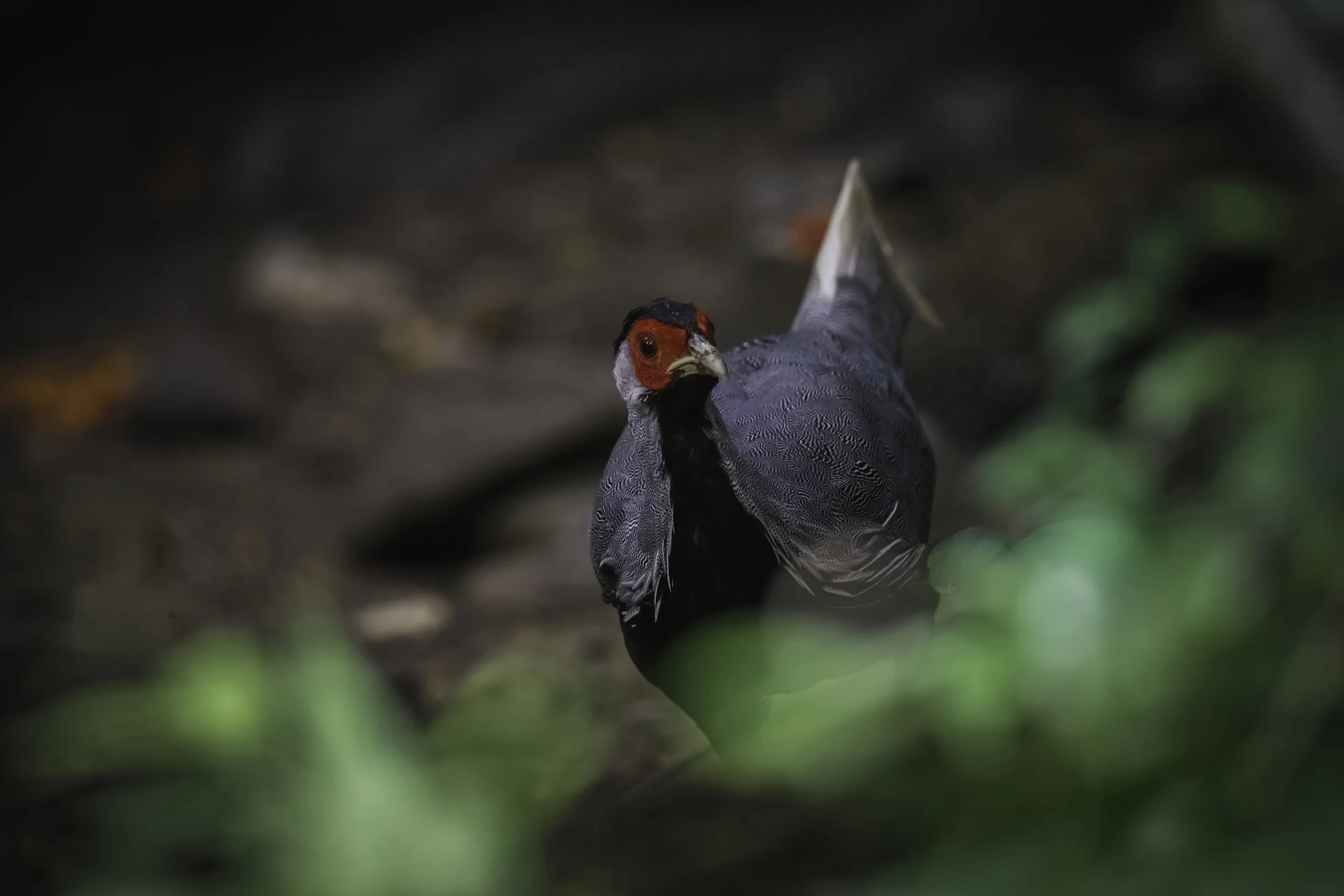 20190616-1DX29520-DN.jpeg