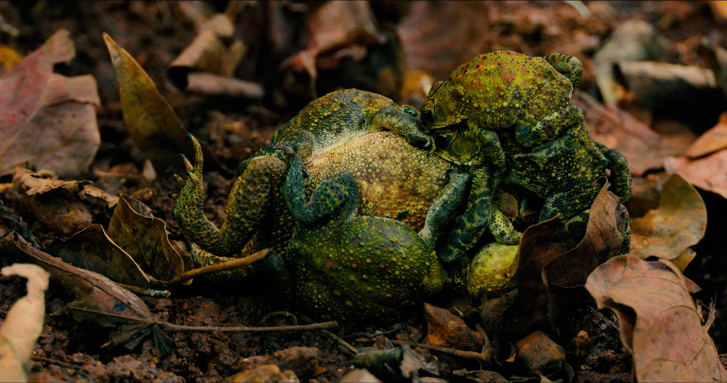 Asian Common Toad