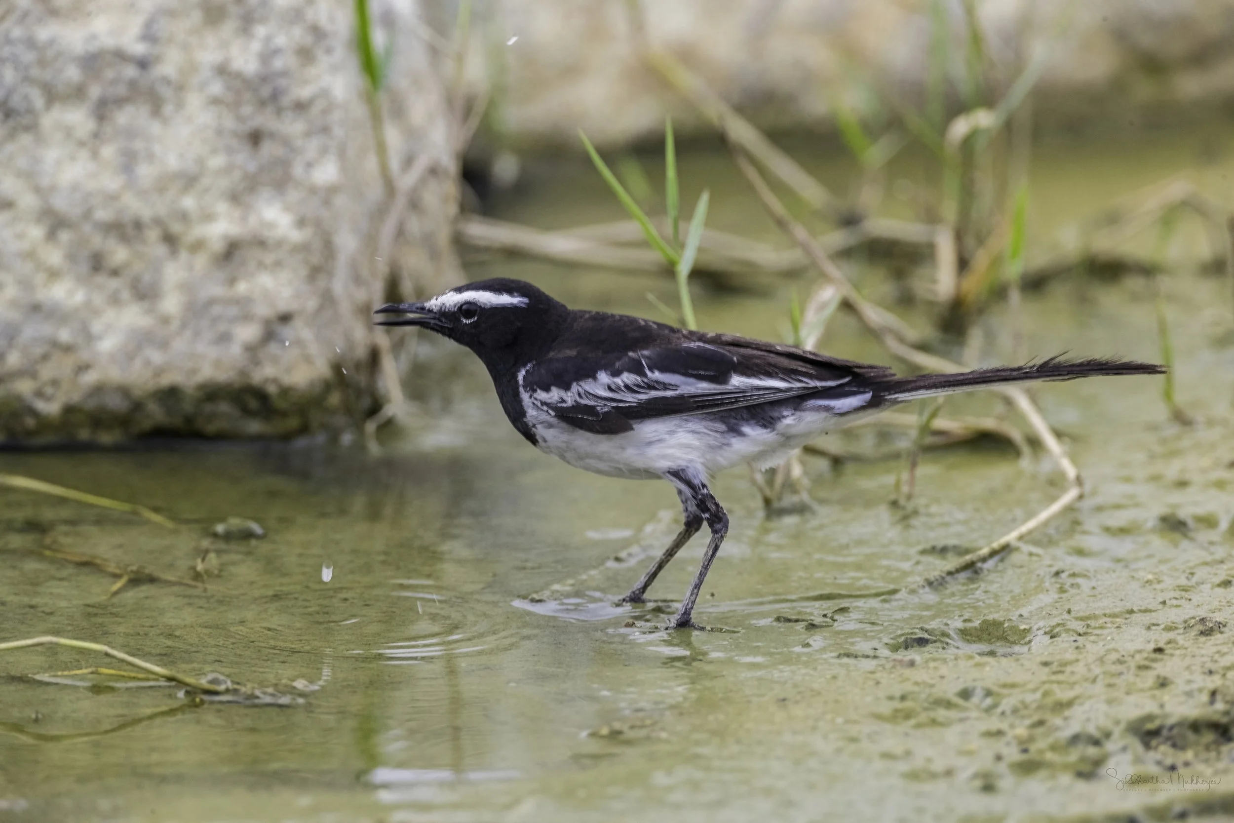 White-browed Wagtail - Ameenpur Lake - WildArtWorks