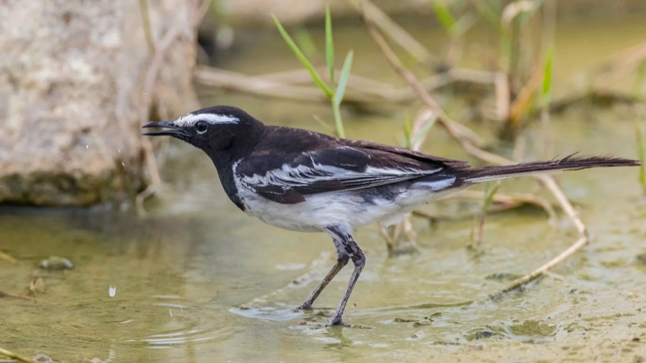 White-browed Wagtail/ Large Pied Wagtail