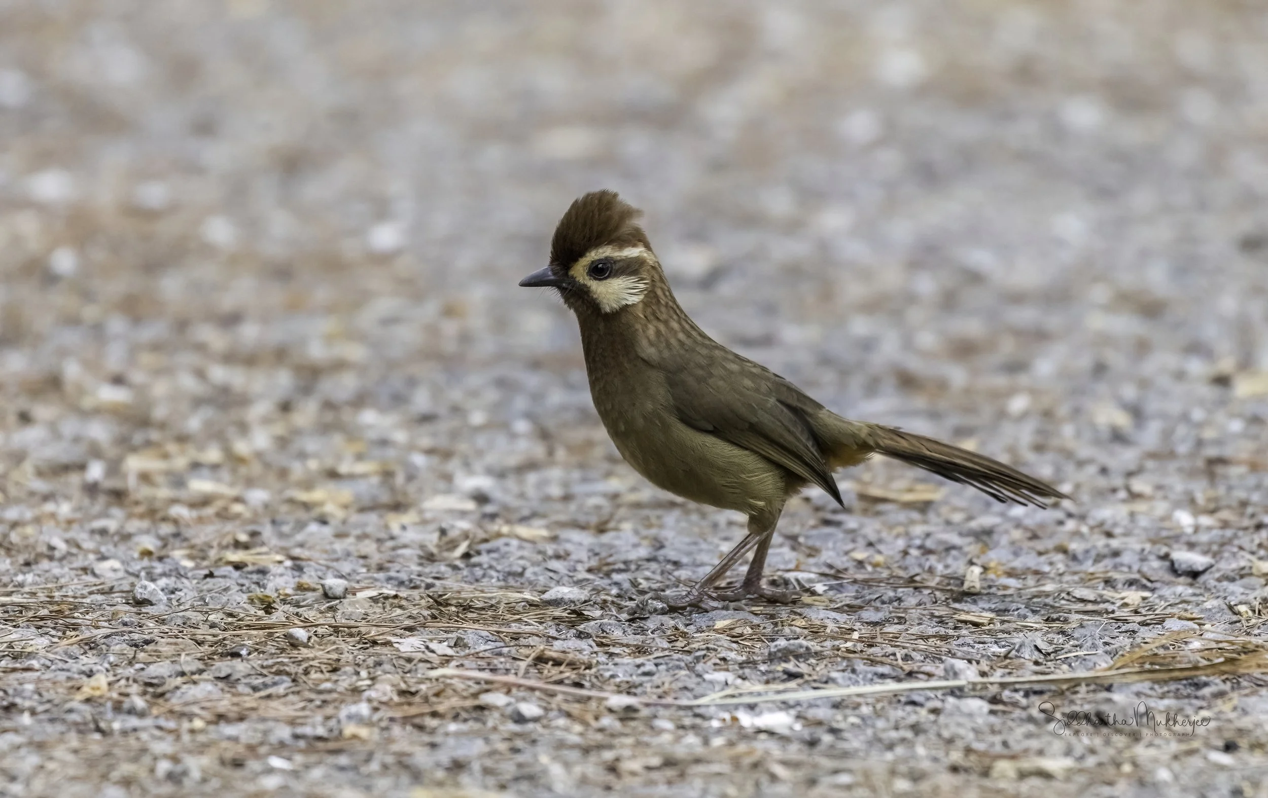 White-browed Laughingthrush - Doi Pha Hom Pok National Park - WildArtWorks