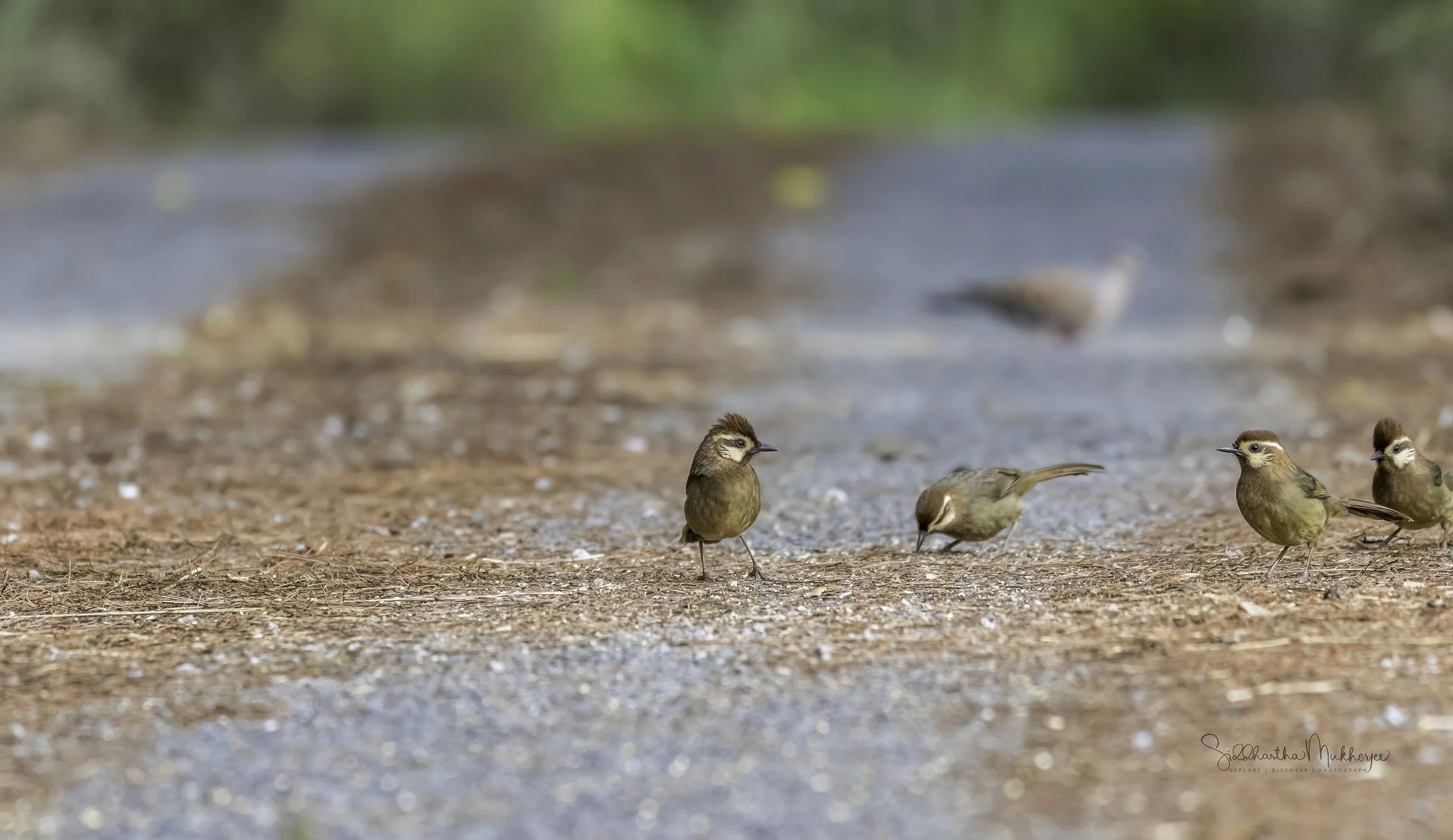 White-browed Laughingthrush - Doi Pha Hom Pok National Park - WildArtWorks
