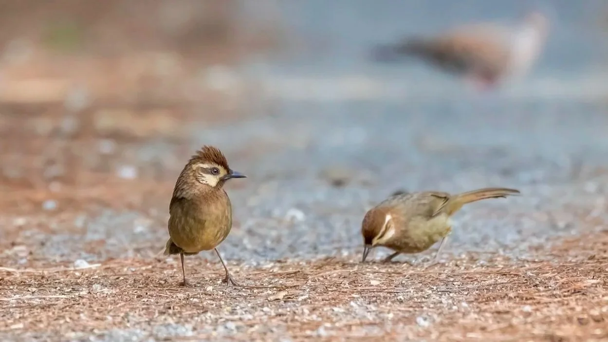 White-browed Laughingthrush
