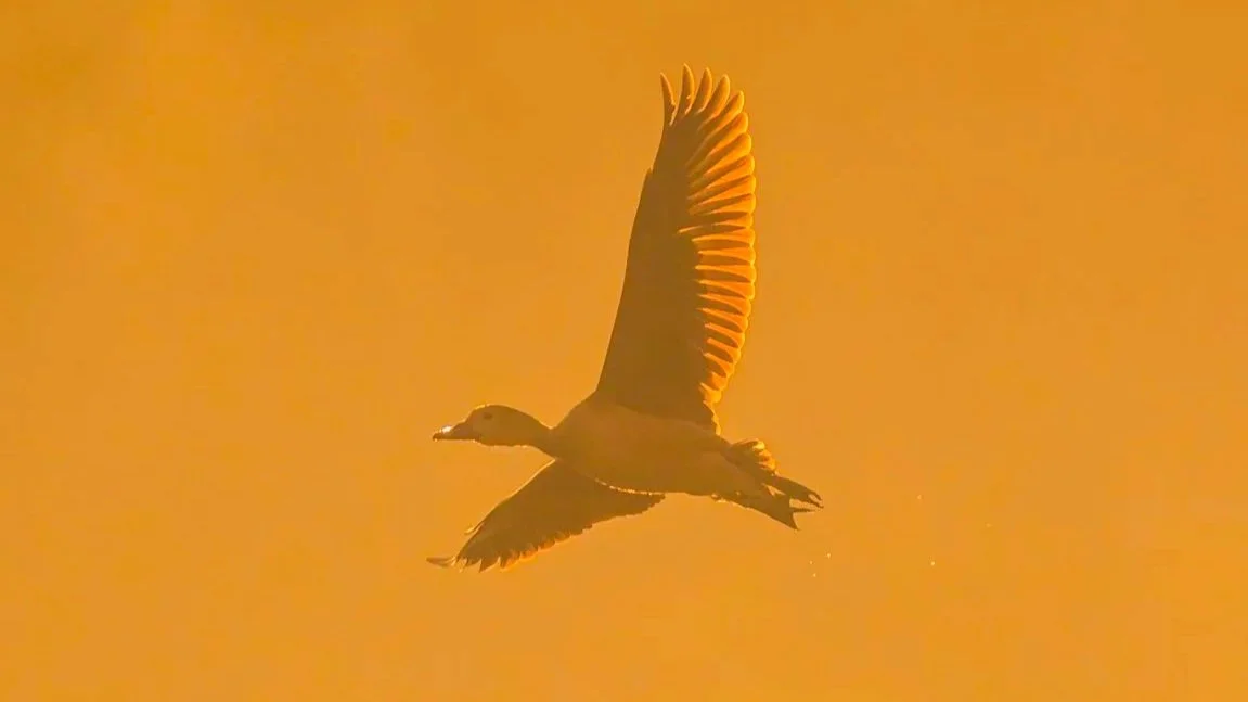Lesser Whistling Duck