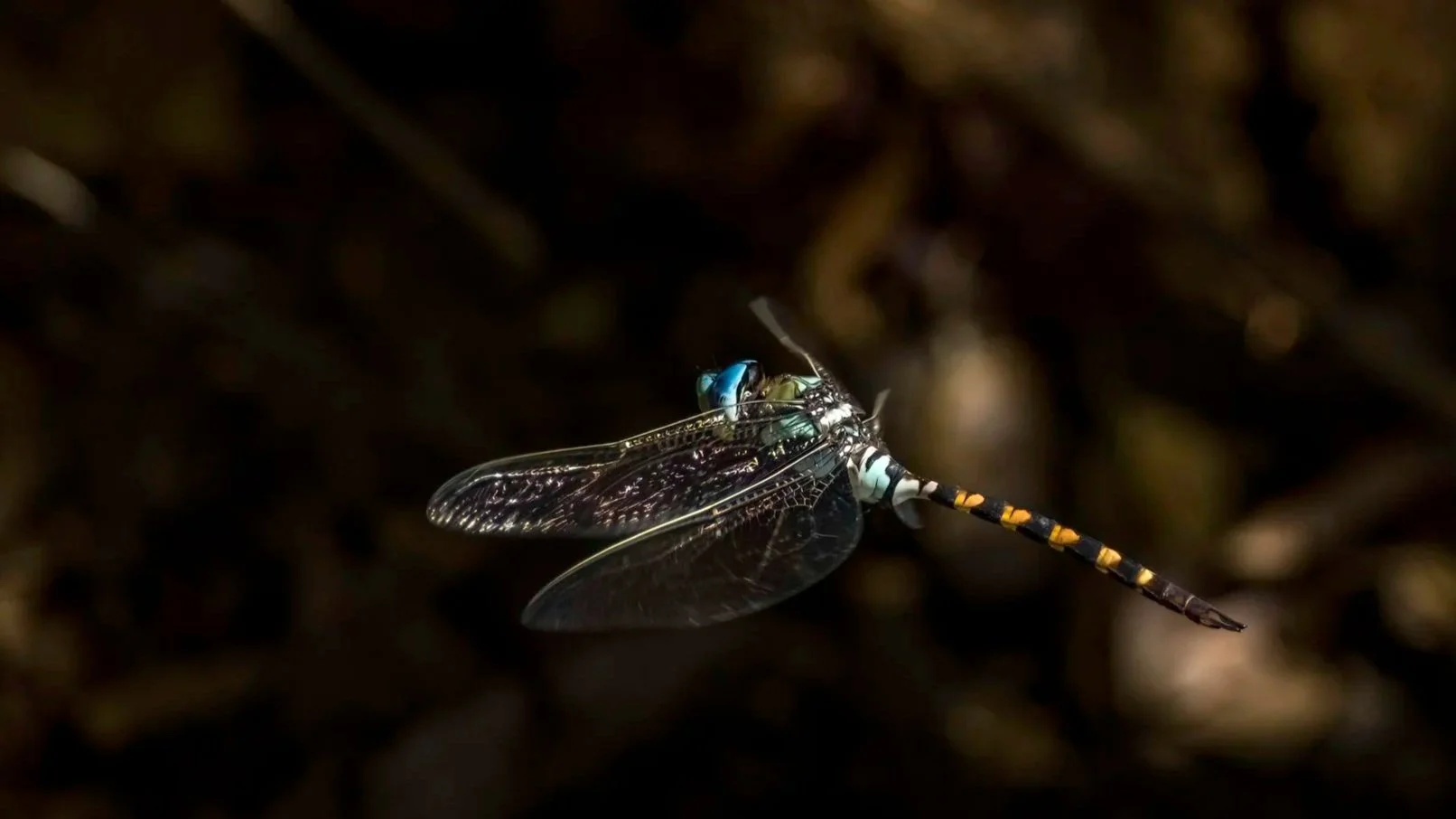 Magnificent Emperor Dragonfly/ Blue Darner