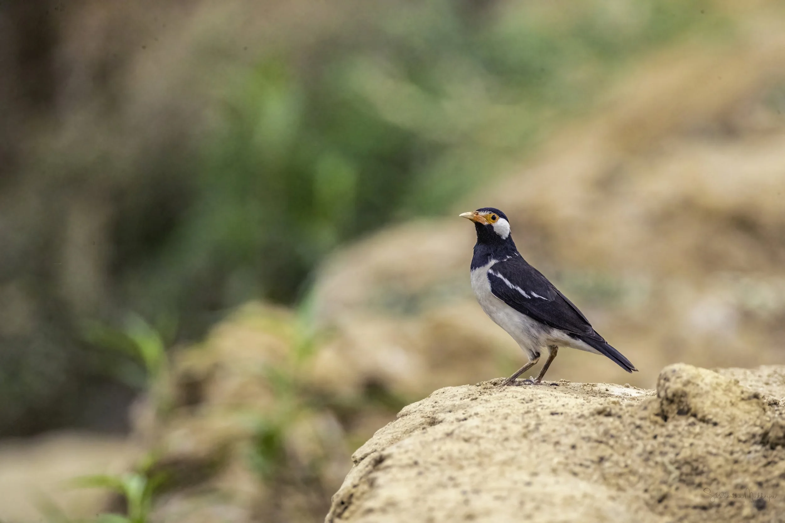 Indian Pied Myna - Kingfisher Pond - WildArtWorks