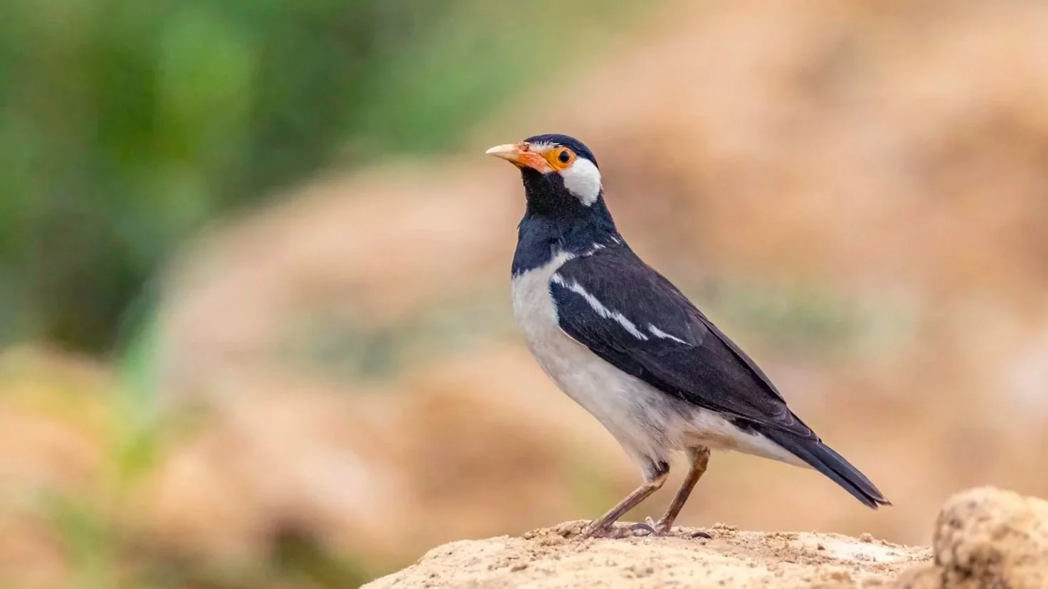 Indian Pied Myna/ Asian Pied Starling