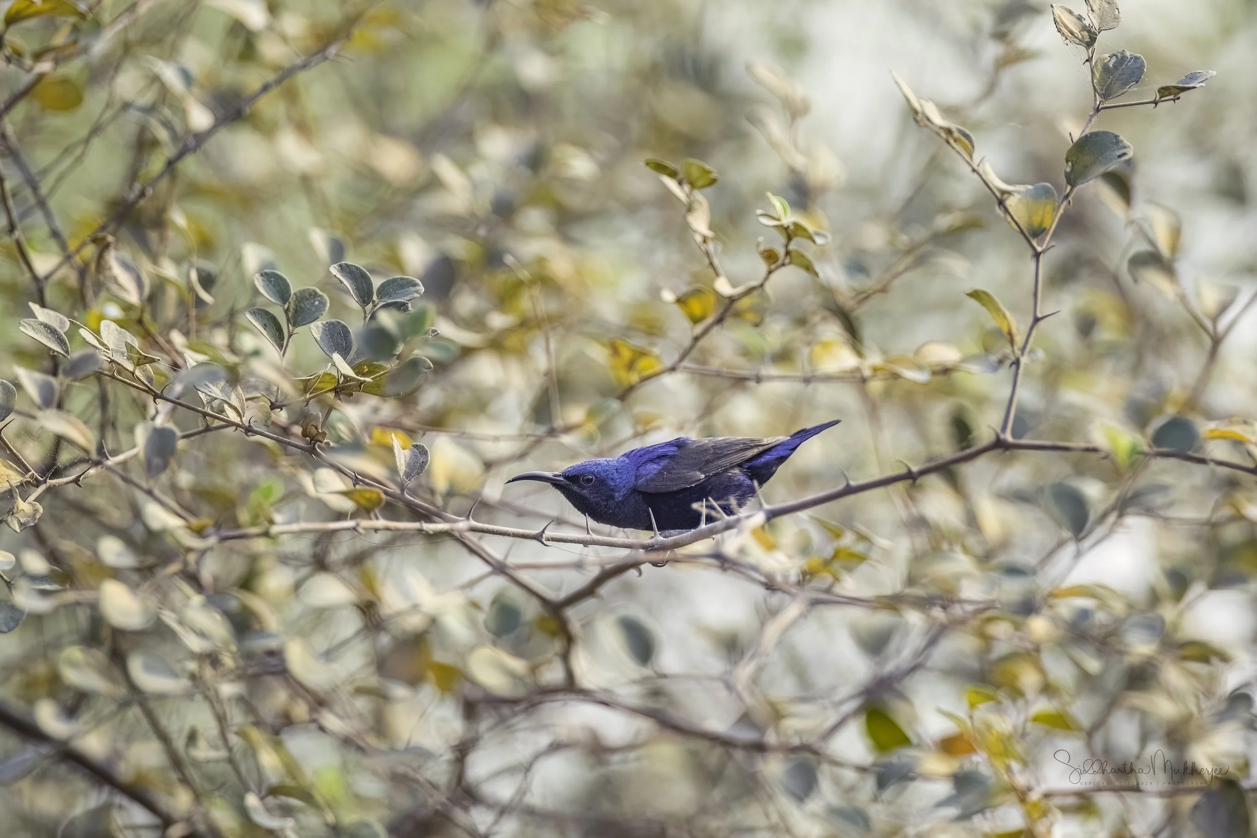 Purple Sunbird - Ameenpur Lake - WildArtWorks