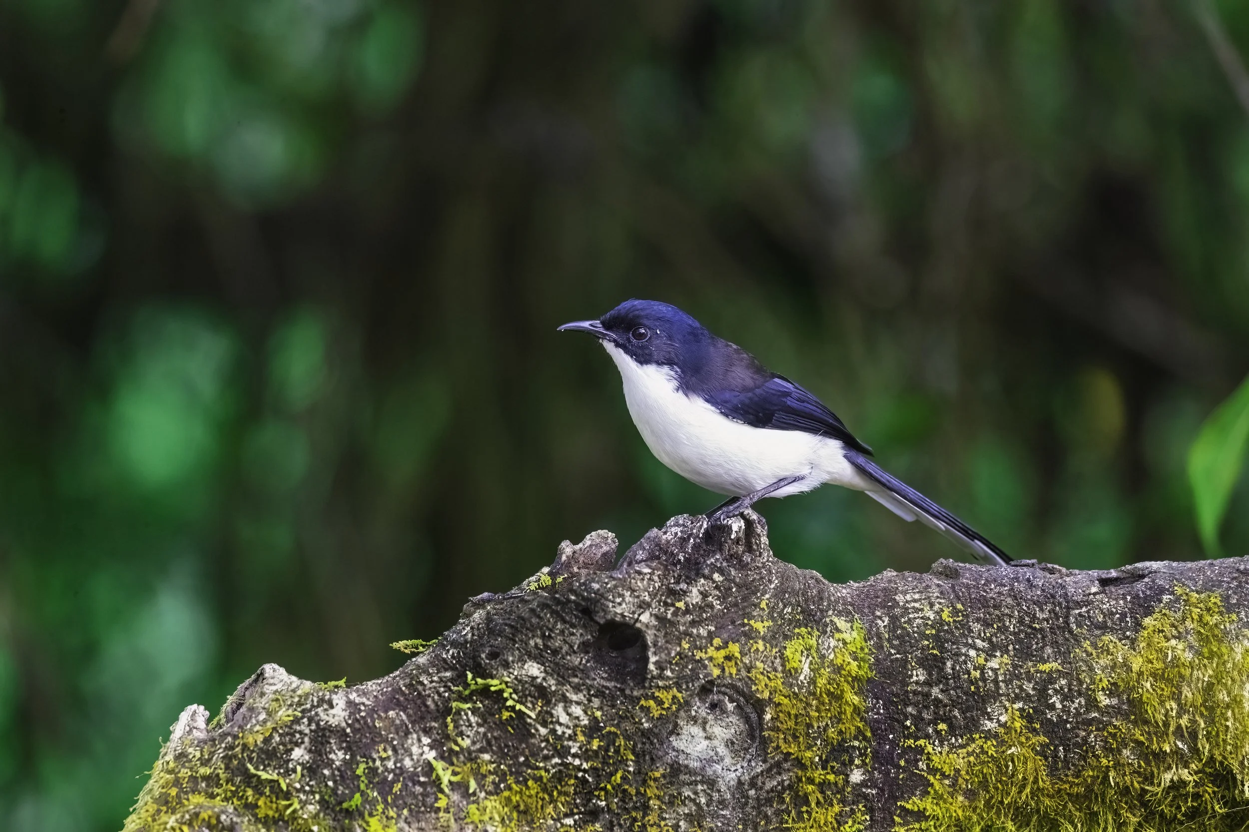 Dark-backed Sibia - Doi San Ju, Doi Pha Hom Pok National Park - WildArtWorks