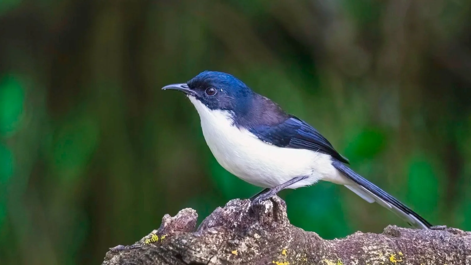 Dark-backed Sibia/ Black-backed Sibia