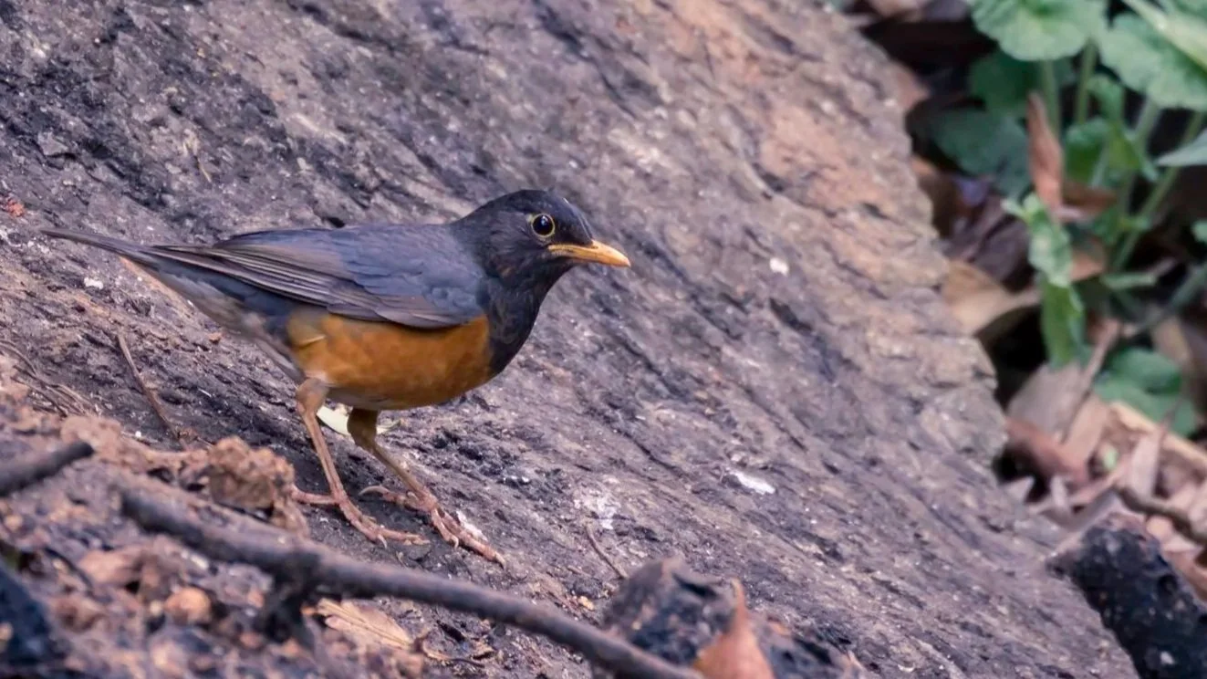 Black-breasted Thrush