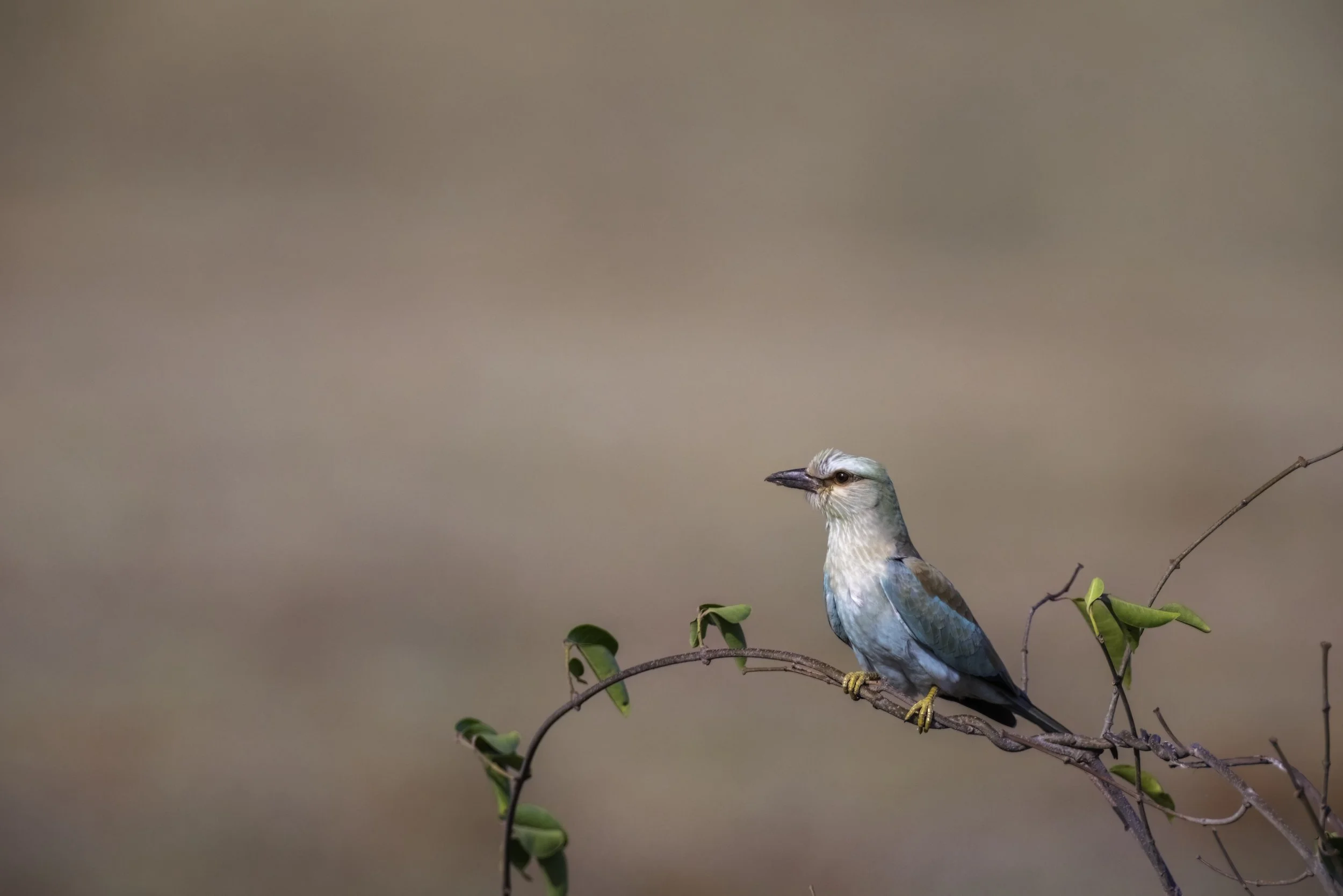 European Roller - Kadbanwadi Grasslands, Indapur - WildArtWorks