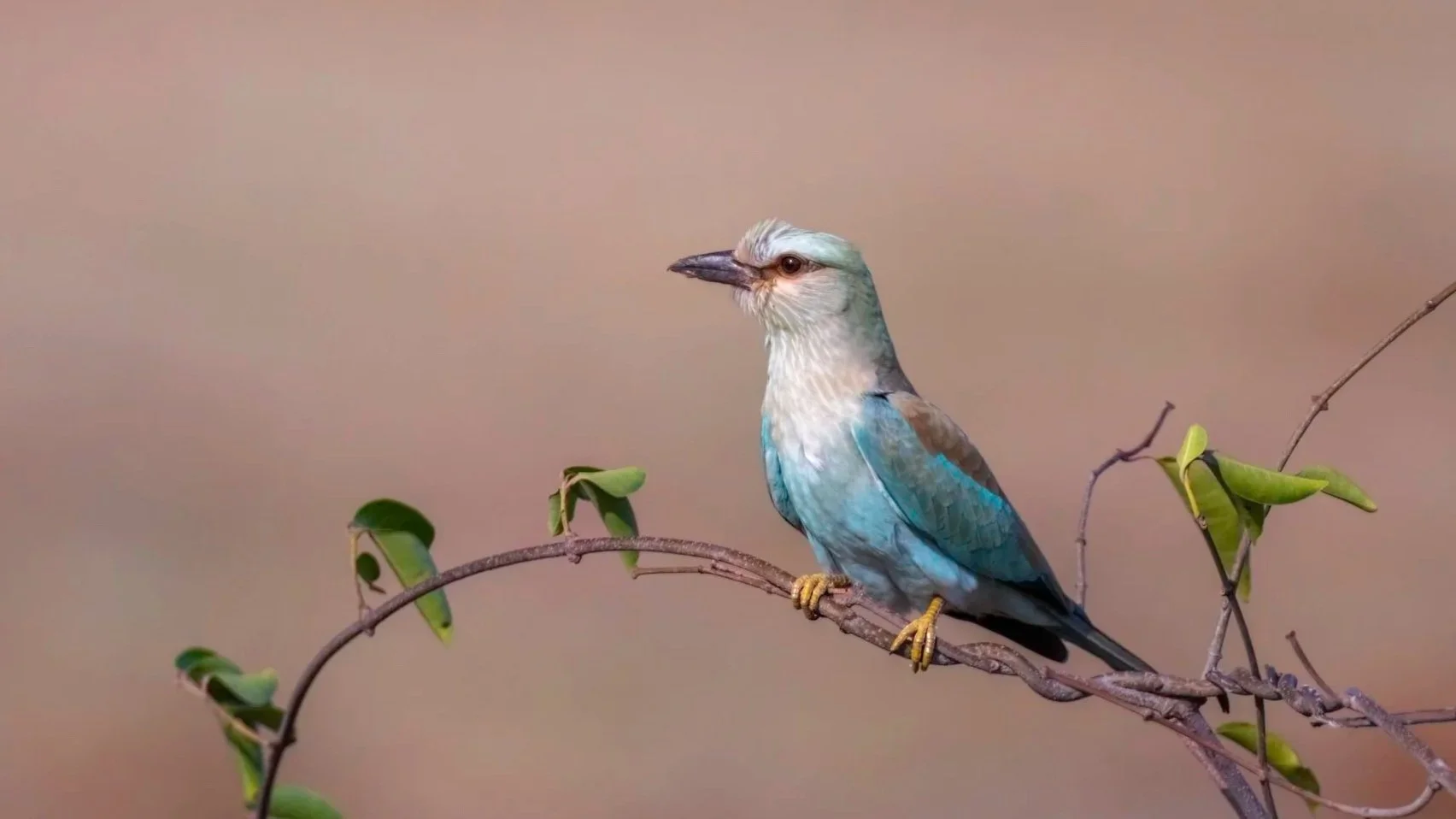 European Roller