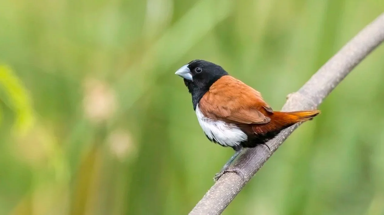 Tri-coloured Munia