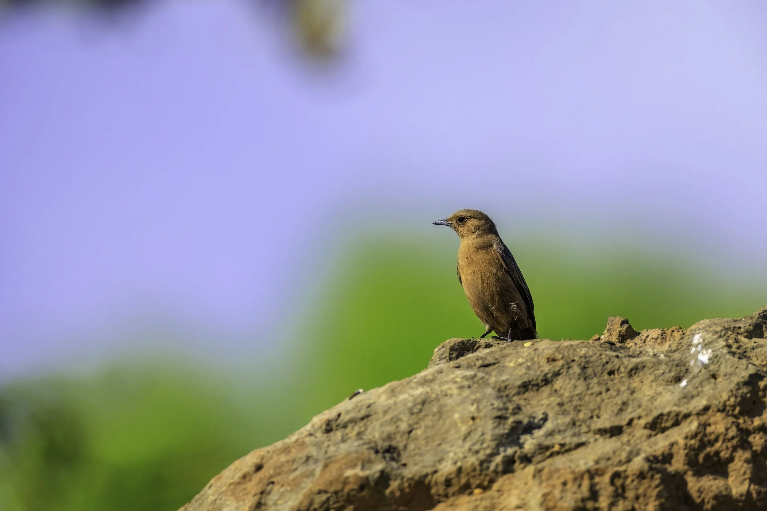 Brown Rock Chat/ Indian Chat - Holkarwadi, Pune - WildArtWorks
