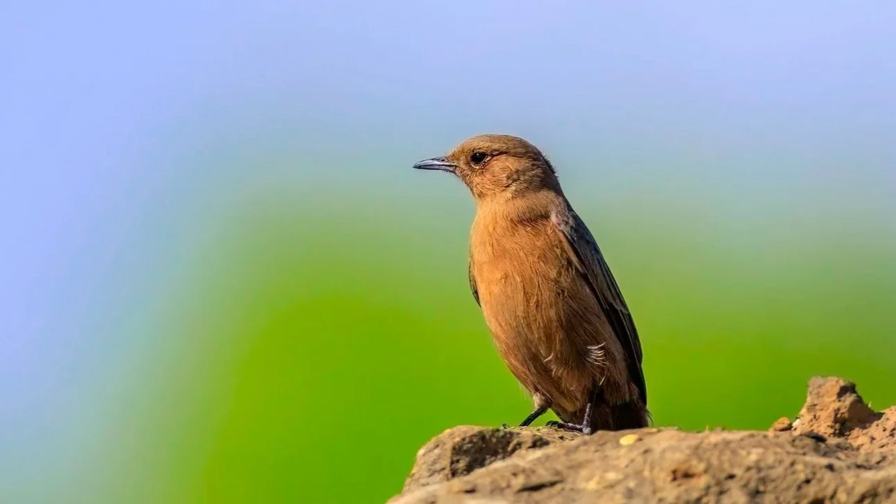 Brown Rock Chat/ Indian Chat