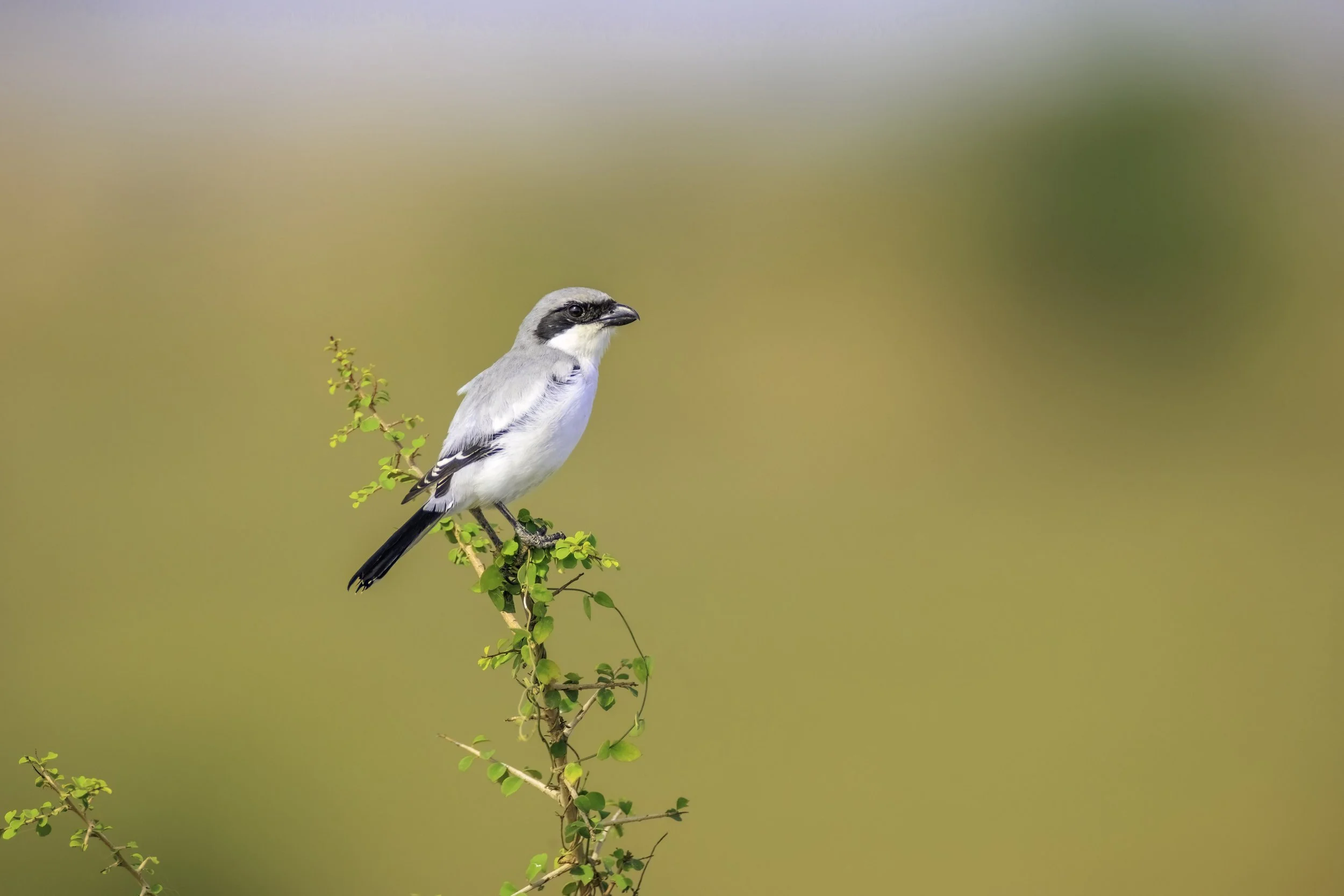 Great Grey Shrike - Baramati Grasslands - WildArtWorks