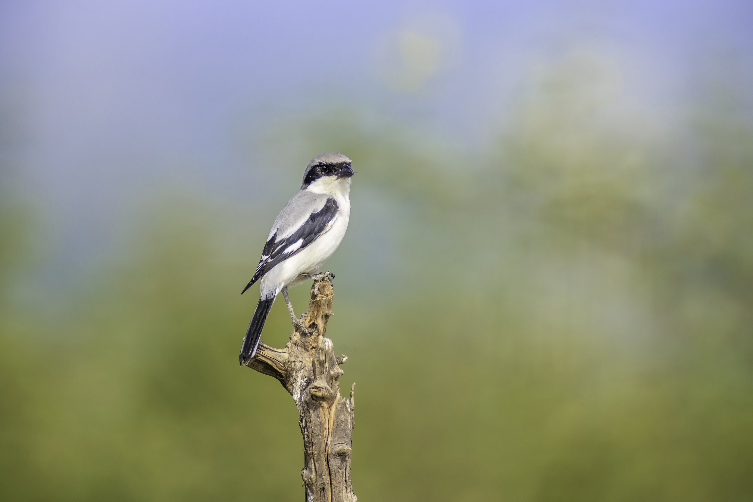 Great Grey Shrike - Baramati Grasslands - WildArtWorks