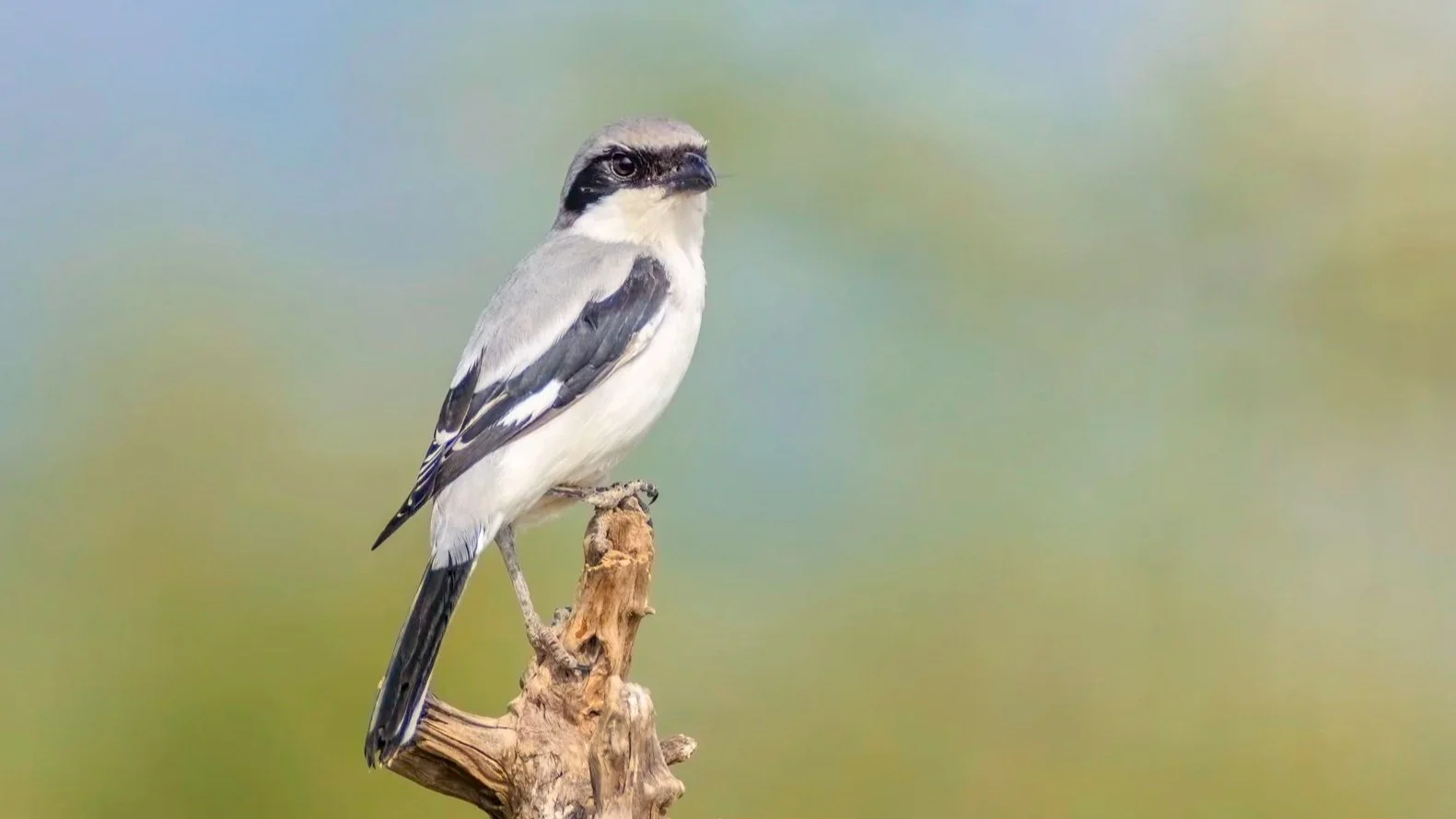 Great Grey Shrike