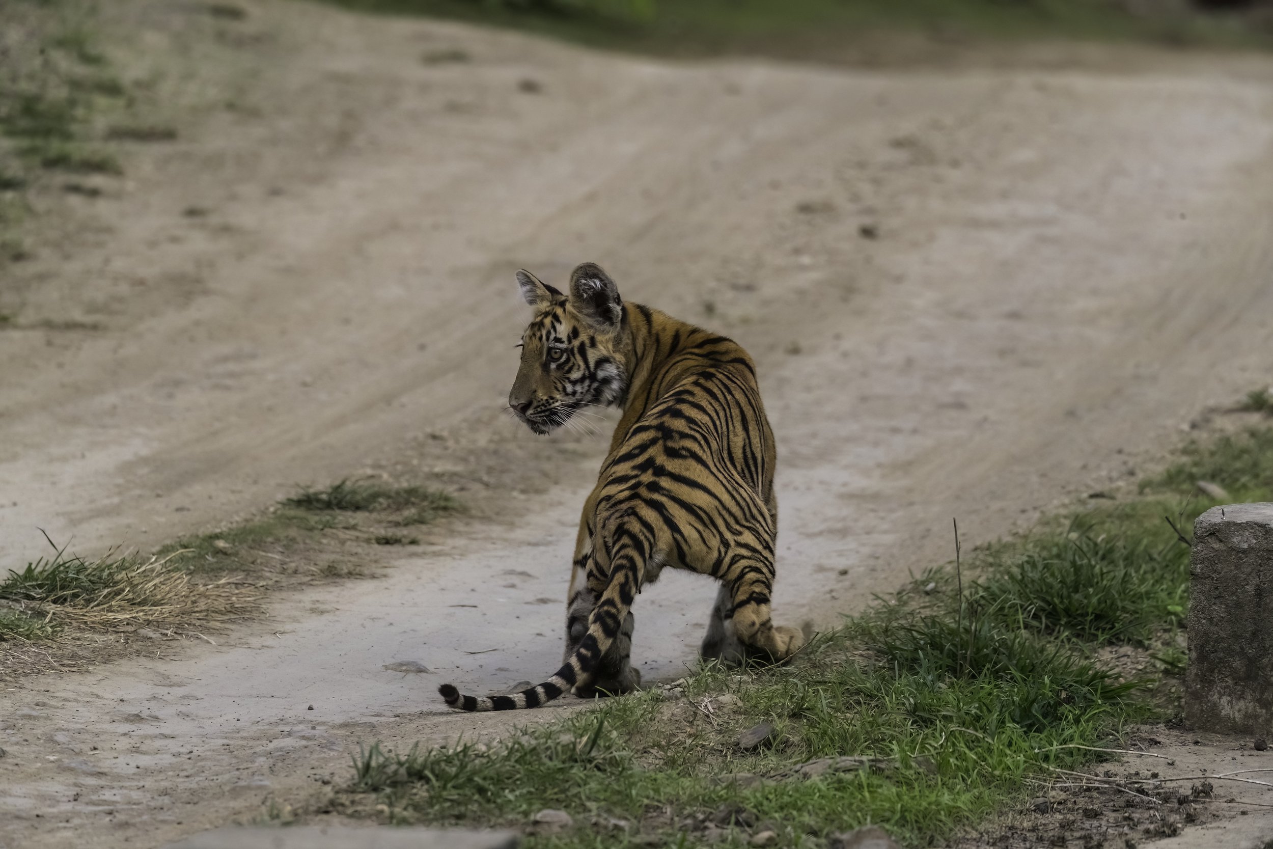 Cub 1