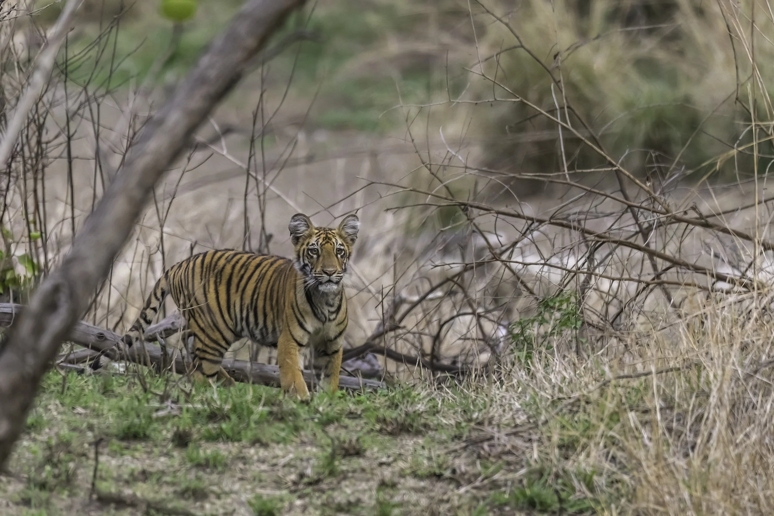 Cub 2